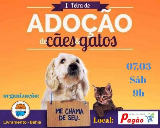 1ª FEIRA DE ADOÇÃO DE CÃES E GATOS ACONTECE NO SÁBADO (07) EM LIVRAMENTO DE NOSSA SENHORA