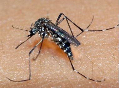 Dengue dispara no país, e reagente de testes se esgota
