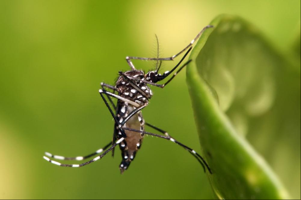 Sobe para 14 o número de mortes por dengue na Bahia